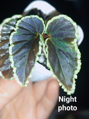 Begonia darthvaderiana