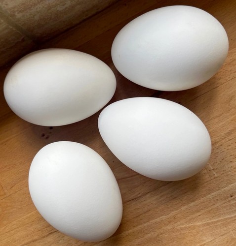 Blown goose eggs - ,, clean