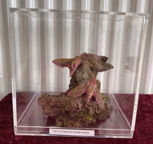 Elephant hawk moths - -, pair