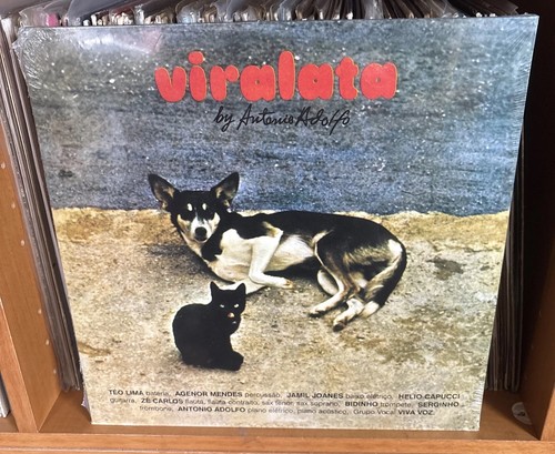 Antonio adolfo viralata - antonio,