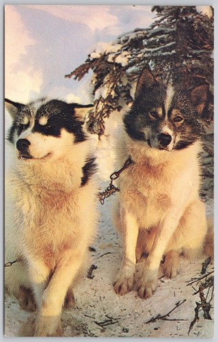 Sled dog alaskan husky - sled,