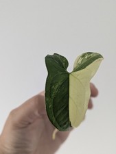 Syngonium Variegated Half Moon