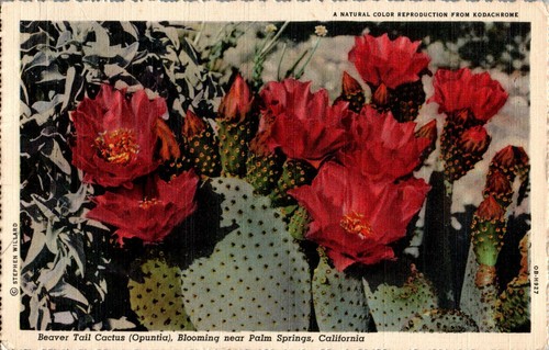 Beaver tail cactus palm - cactus,,