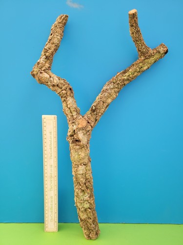 Cork bark branch - cork,