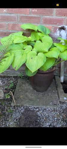 Mature hosta terracotta - mature, in