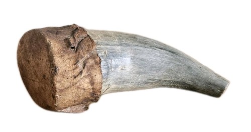 Antique horn powder flask with - horn,