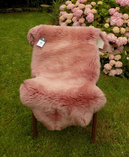 Short haired large pink - -,