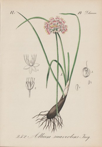 Fragrant leek allium - fragrant,