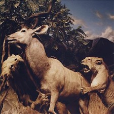 Interpol : Our Love to Admire