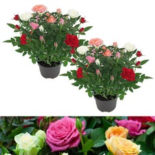 Rose Indoor Quattro Mix - Miniature Four Mixed Potted Rose Plant in 10.5cm Pot