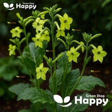 Winged Flowering Tobacco Lime