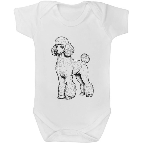 Standard poodle baby grows - poodle',