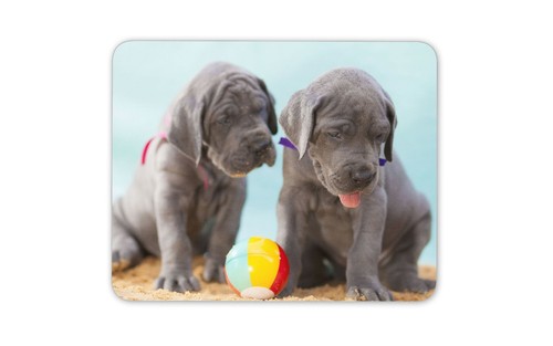 Great dane puppies - puppies, mat