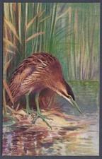 Bittern by Roland Green - R.S