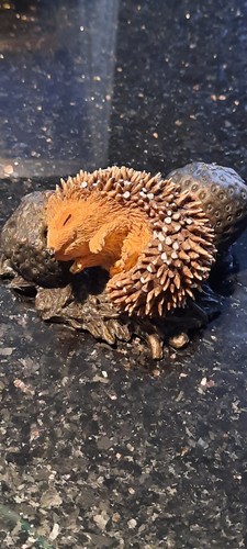 Bowbrook studios hedgehog with - hedgehog,