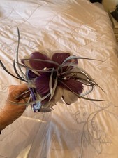 Jacques Vert Fascinator