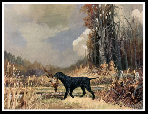 Curly coated retriever and - curly,