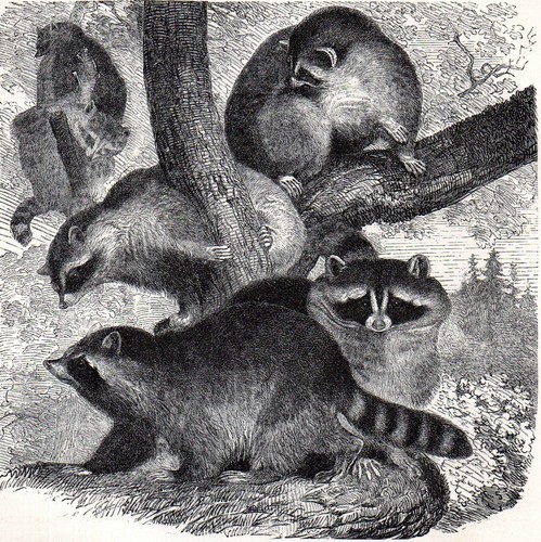 Common raccoon 1894 mammal - common,
