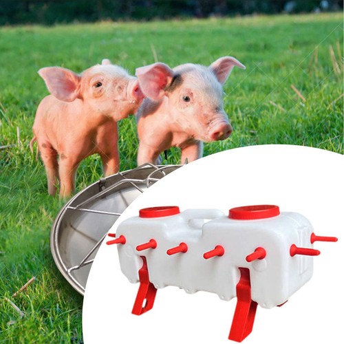 Piglet feeding bucket pig - bucket,