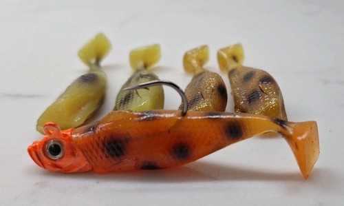 Fox chubby shad - , head