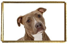 Pit Bull Dog Gold Colour