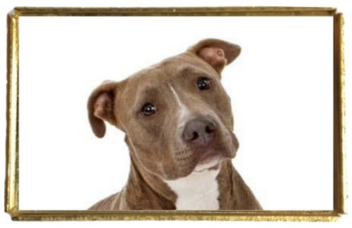 Pit bull dog gold colour - pit,