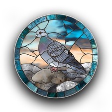 Wild Pigeon Bird Animal