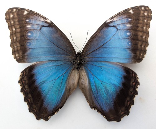 Morpho helenor butterfly