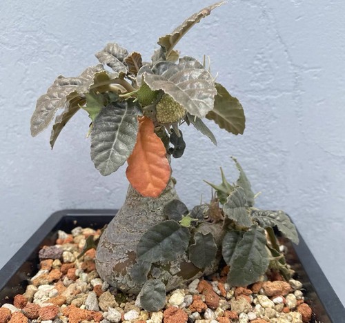 Pot12cm rarelive house plant - rarelive,