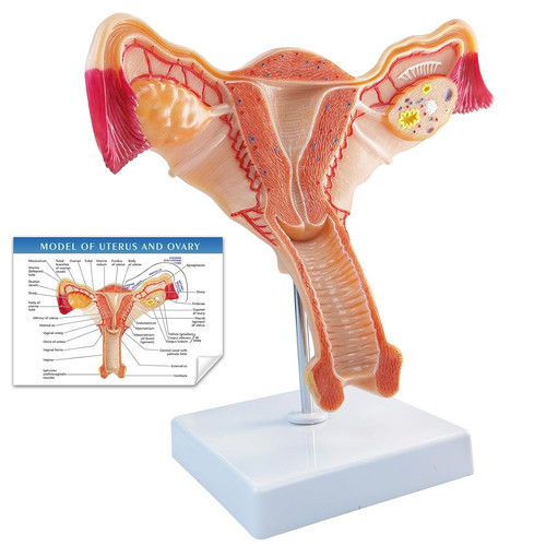 Human female uterus - uterus, and