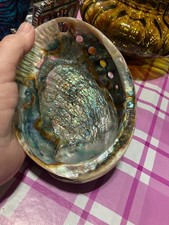 Large Abalone Shell Polished