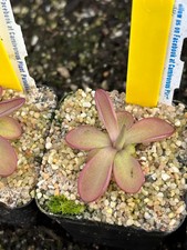 Pinguicula Seductora