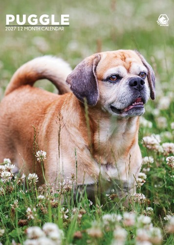 Puggle 2027 wall calendar - 2027,