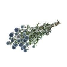 Dried Bunch of Natural Echinops Globe Thistle Stems 50cm/20 Inches Blue
