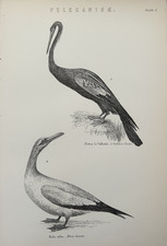 Antique Print 1870 Bird Engraving | Le Vaillant’s Darter & White Gannet Coastal