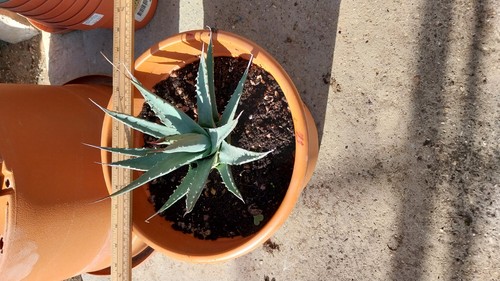 Agave utahiensis superb form - superb,