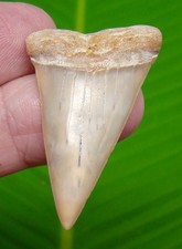 MAKO SHARK TOOTH - 1.90 in. -  Great White Shark Ancestor 