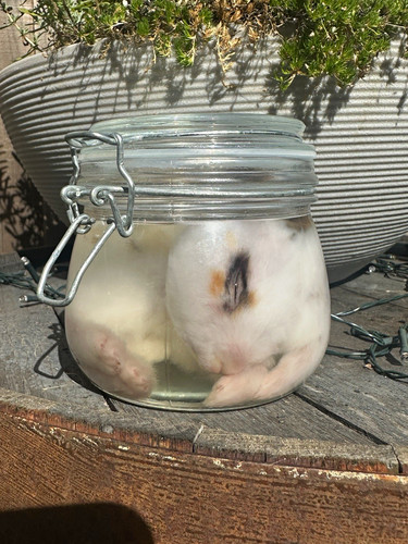 Small preserved tri coloured - preserved,