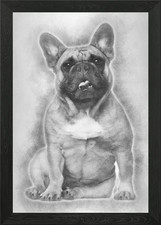 English Bulldog puppy 2 an