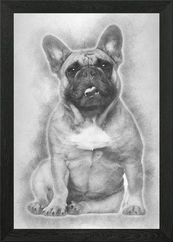 English bulldog puppy an - puppy,