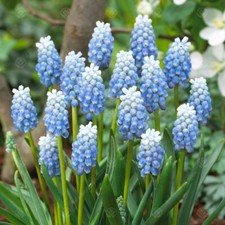 Muscari Peppermint Early Spring Flowering Garden Bulbs Indoor Outdoor Plants
