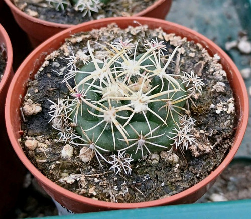 Coryphantha sulcolanata potted - coryphantha,