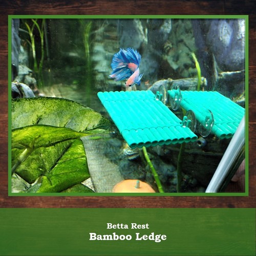 Betta fish hammock aquarium - fish,