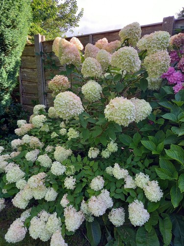Hydrangea paniculata