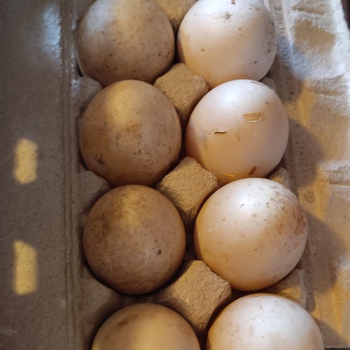 Carton unwashed muscovy - carton,