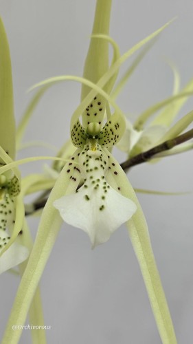 Brassia verrucosa sea breeze - "sea, breeze"