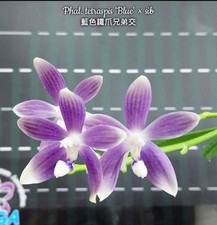 Last 2! Phalaenopsis tetraspis 'Blue' × sib Orchid Plant