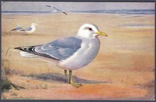 Common Gull by Roland Green - R.S. Art Press bird postcard