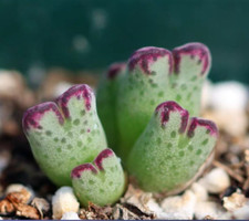 Conophytum Marginatum