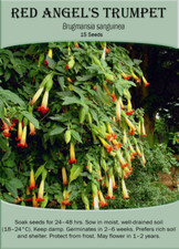 Red Angel's Trumpet (Brugmansia sanguinea) x 15 Seeds